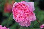 Kletterrose Parfuma ® 'Kiss me Kate' ® - Rosa Parfuma ® 'Kiss me Kate' ®