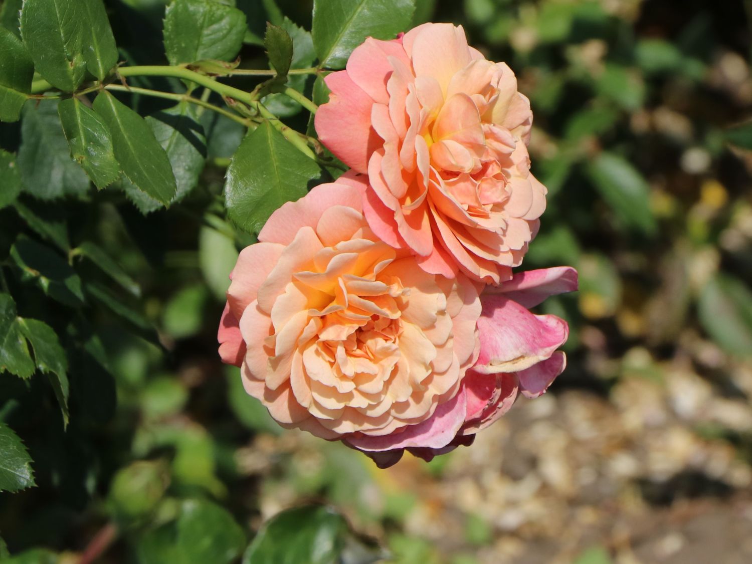 Kletterrose 'Peach Melba' ®