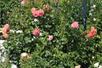 Kletterrose 'Peach Melba' ® - Rosa 'Peach Melba' ® ADR-Rose