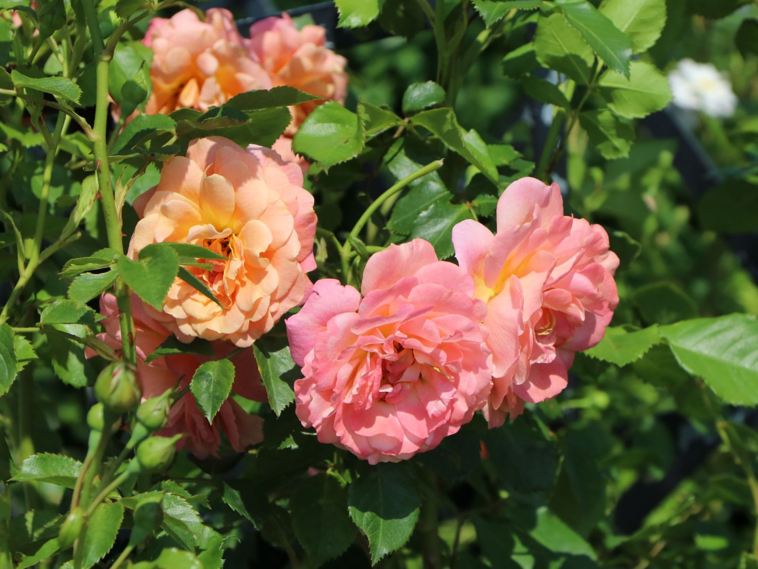 Kletterrose 'Peach Melba' ® - Rosa 'Peach Melba' ® ADR-Rose