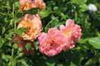 Kletterrose 'Peach Melba' ® - Rosa 'Peach Melba' ® ADR-Rose