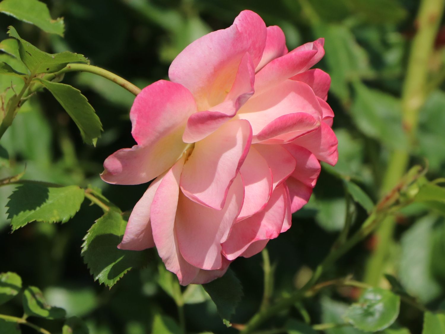 Kletterrose 'Peach Melba' ® - Rosa 'Peach Melba' ® ADR-Rose