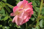 Kletterrose 'Peach Melba' ® - Rosa 'Peach Melba' ® ADR-Rose
