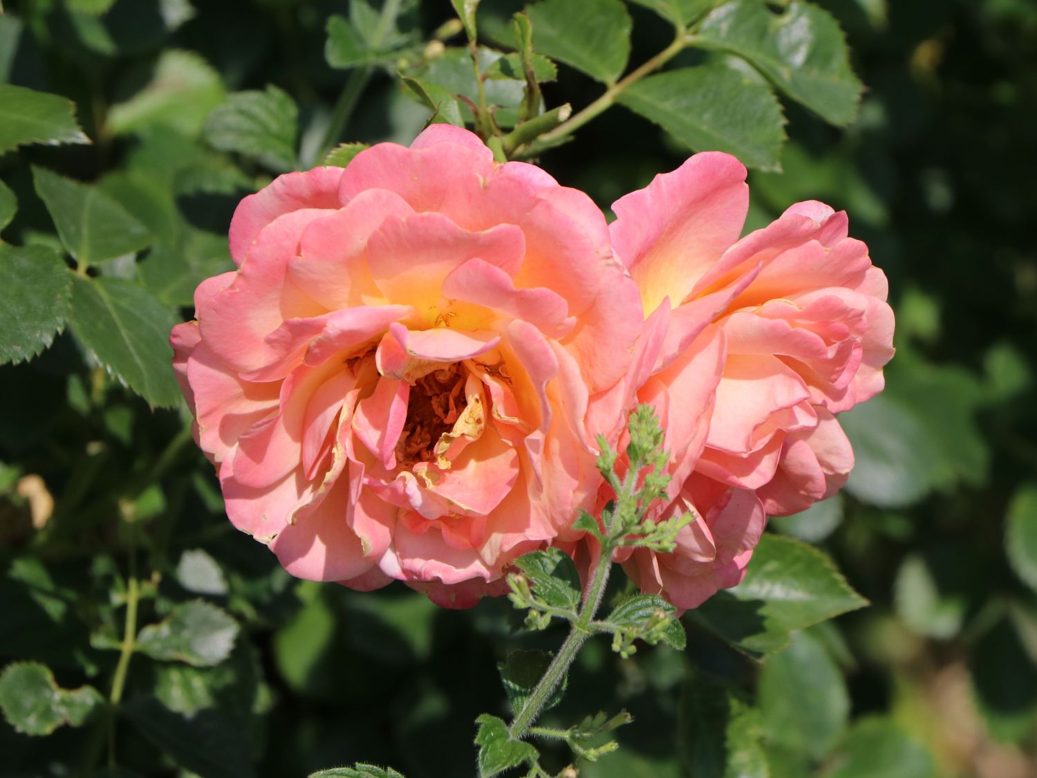 Kletterrose 'Peach Melba' ® - Rosa 'Peach Melba' ® ADR-Rose