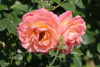 Kletterrose 'Peach Melba' ® - Rosa 'Peach Melba' ® ADR-Rose