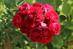 Kletterrose 'Perennial Domino' ® - Rosa 'Perennial Domino' ® ADR-Rose