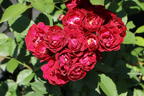 Kletterrose 'Perennial Domino' ® - Rosa 'Perennial Domino' ® ADR-Rose