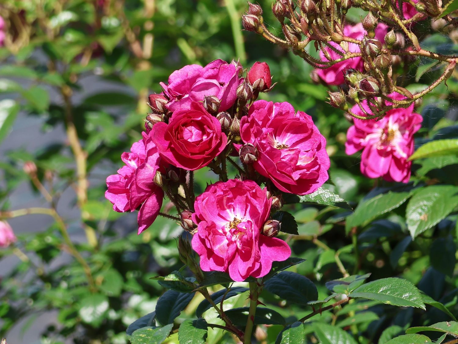 Kletterrose 'Perfumy Siluetta' ®