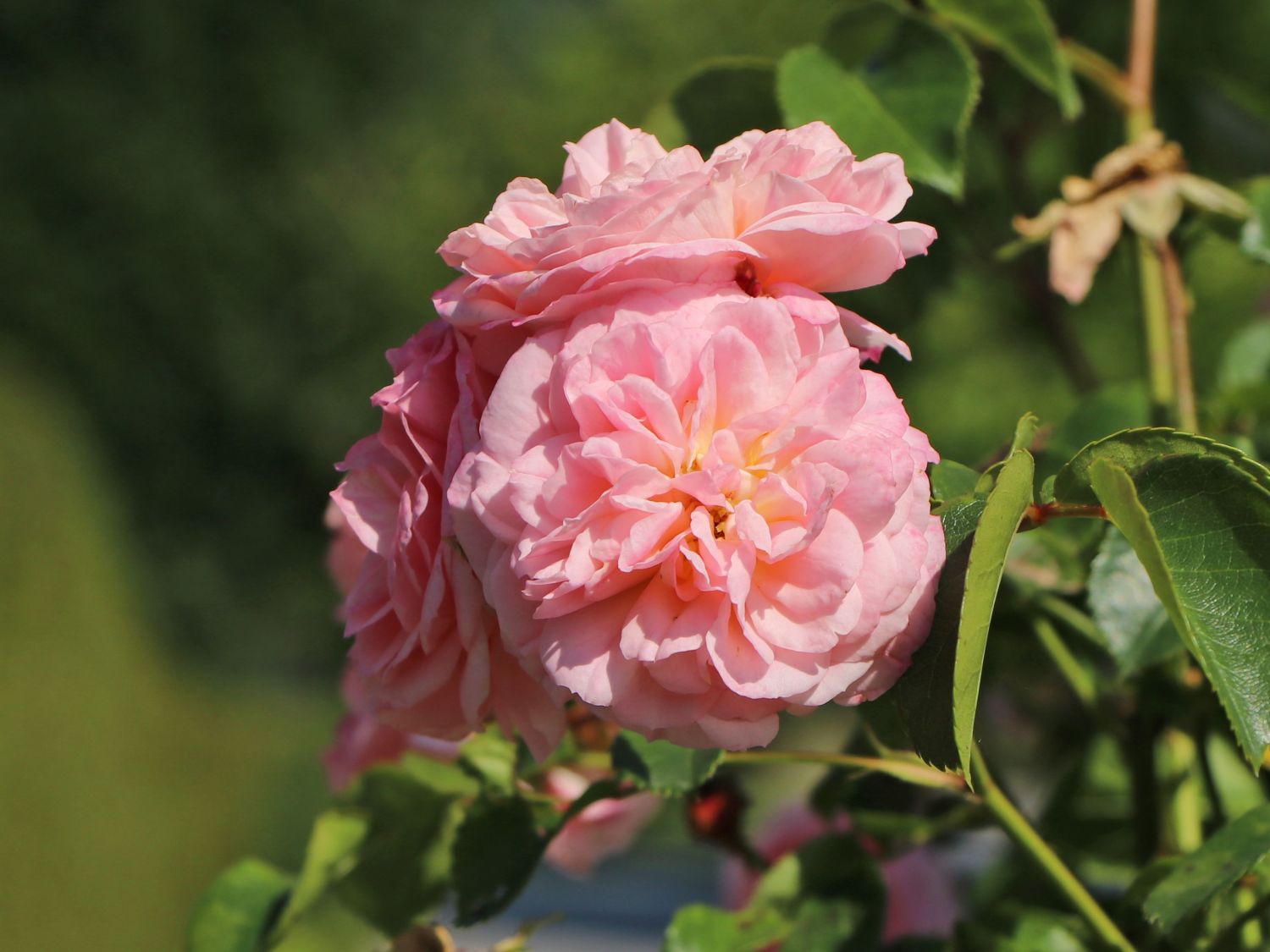 Kletterrose 'Pirouette'
