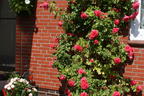 Strauchrose 'Rosarium Uetersen' ® - Rosa 'Rosarium Uetersen' ®