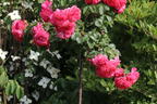 Strauchrose 'Rosarium Uetersen' ® - Rosa 'Rosarium Uetersen' ®