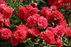 Strauchrose 'Rosarium Uetersen' ® - Rosa 'Rosarium Uetersen' ®