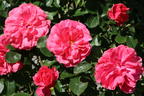 Strauchrose 'Rosarium Uetersen' ® - Rosa 'Rosarium Uetersen' ®