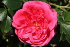 Strauchrose 'Rosarium Uetersen' ® - Rosa 'Rosarium Uetersen' ®