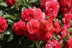 Strauchrose 'Rosarium Uetersen' ® - Rosa 'Rosarium Uetersen' ®