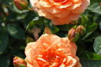 Kletterrose 'Skyline' - Rosa 'Skyline'