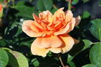 Kletterrose 'Skyline' - Rosa 'Skyline'
