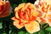 Kletterrose 'Skyline' - Rosa 'Skyline'