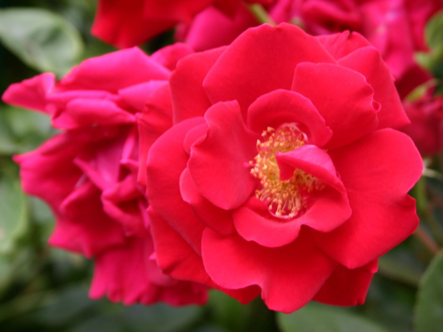 Kletterrose 'Solo' ®