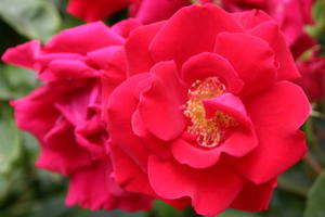 Kletterrose 'Solo' ®