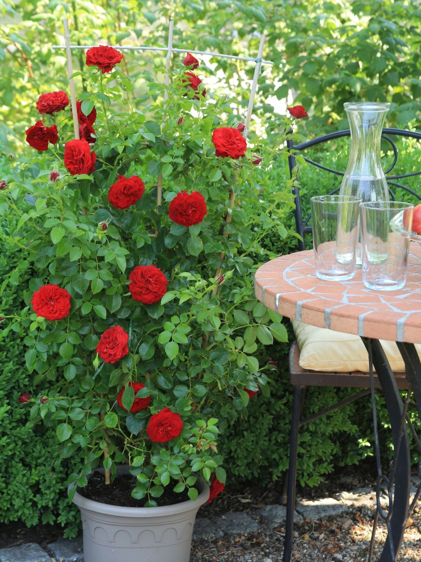 Kletterrose Starlet® Rose 'Natalie' ® - Rosa Starlet® Rose 'Natalie' ®