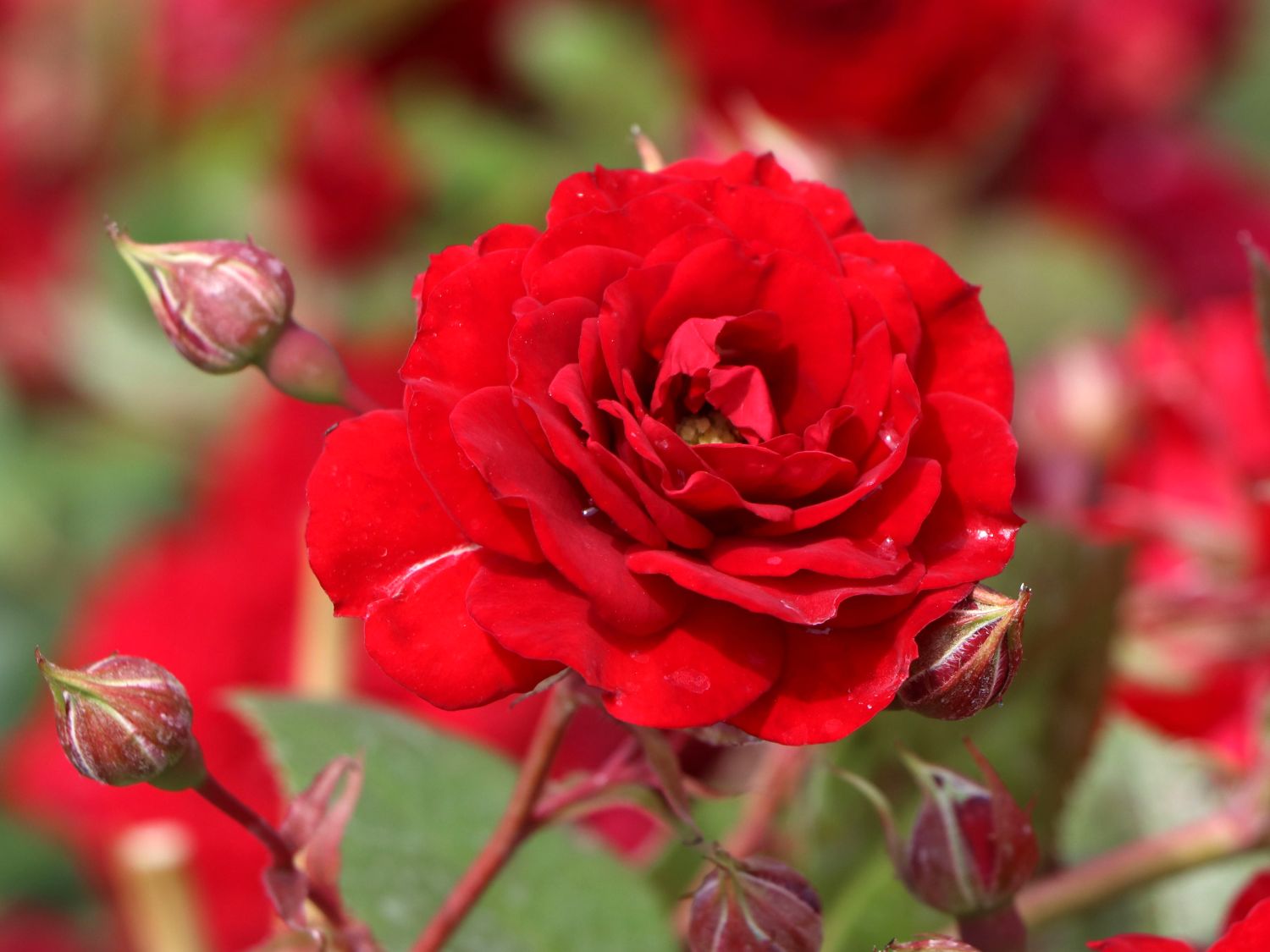 Kletterrose Starlet® Rose 'Natalie' ® - Rosa Starlet® Rose 'Natalie' ®