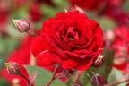Kletterrose Starlet® Rose 'Natalie' ® - Rosa Starlet® Rose 'Natalie' ®