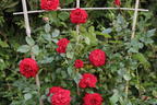 Kletterrose Starlet® Rose 'Natalie' ® - Rosa Starlet® Rose 'Natalie' ®