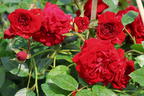 Kletterrose Starlet® Rose 'Natalie' ® - Rosa Starlet® Rose 'Natalie' ®