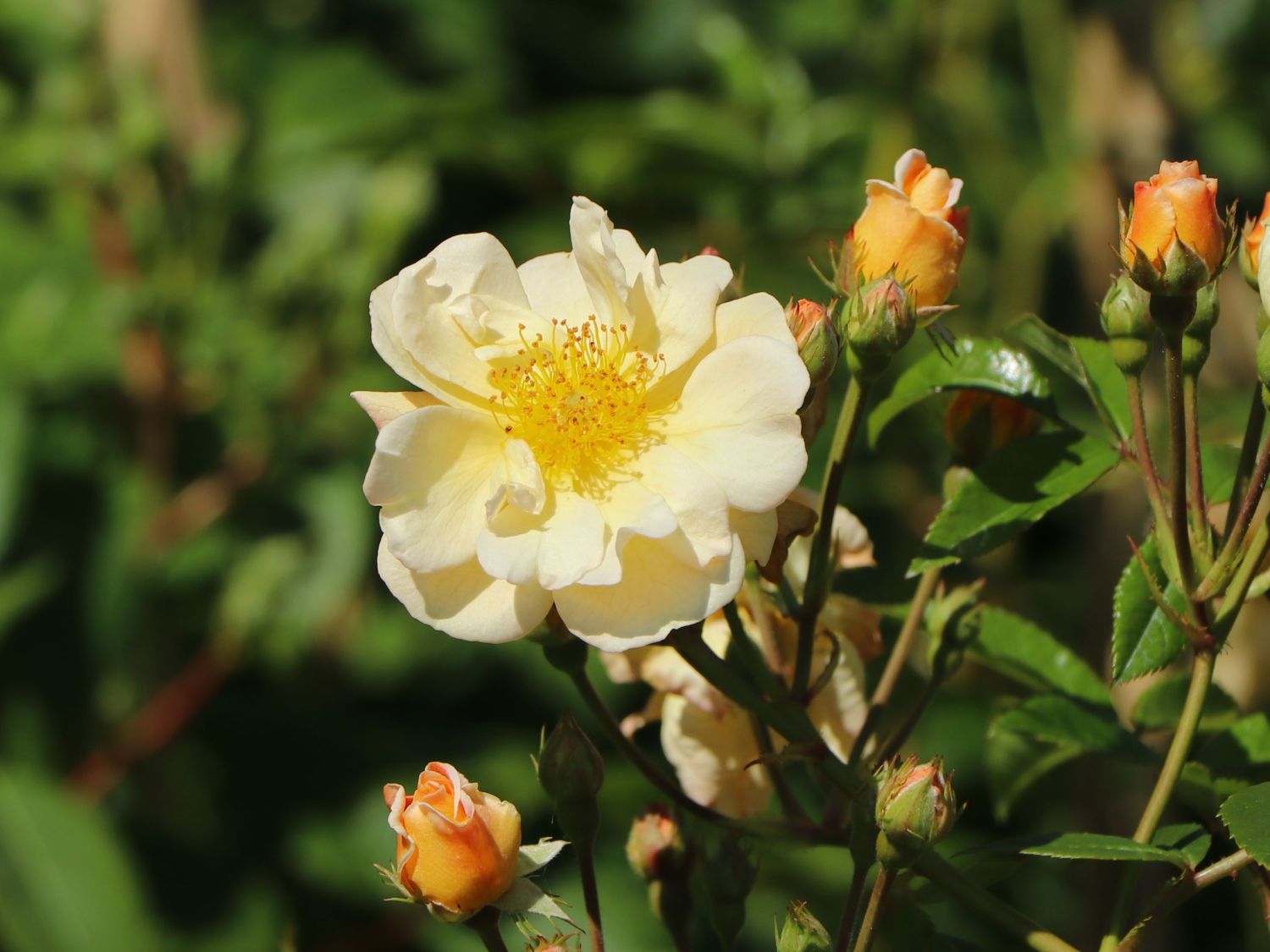Kletterrose 'Sunny Siluetta ®'
