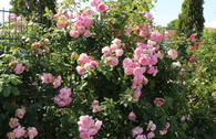 Kletterrose 'Sweet Laguna' ®