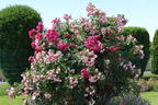 Kletterrose 'Sweet Laguna' ® - Rosa 'Sweet Laguna' ®