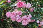 Kletterrose 'Sweet Laguna' ® - Rosa 'Sweet Laguna' ®