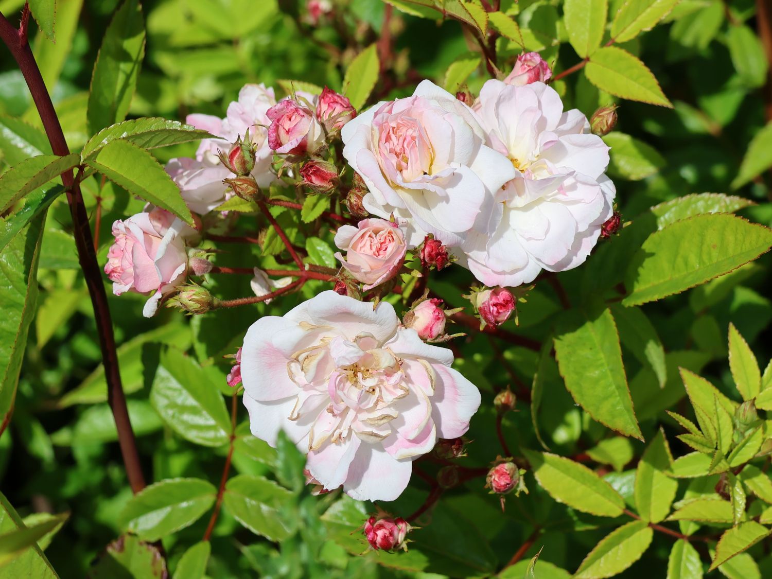 Kletterrose 'Sweet Siluetta ®'