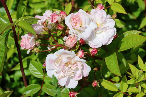 Kletterrose 'Sweet Siluetta ®' - Rosa 'Sweet Siluetta ®'