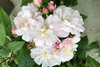 Kletterrose 'Sweet Siluetta ®' - Rosa 'Sweet Siluetta ®'