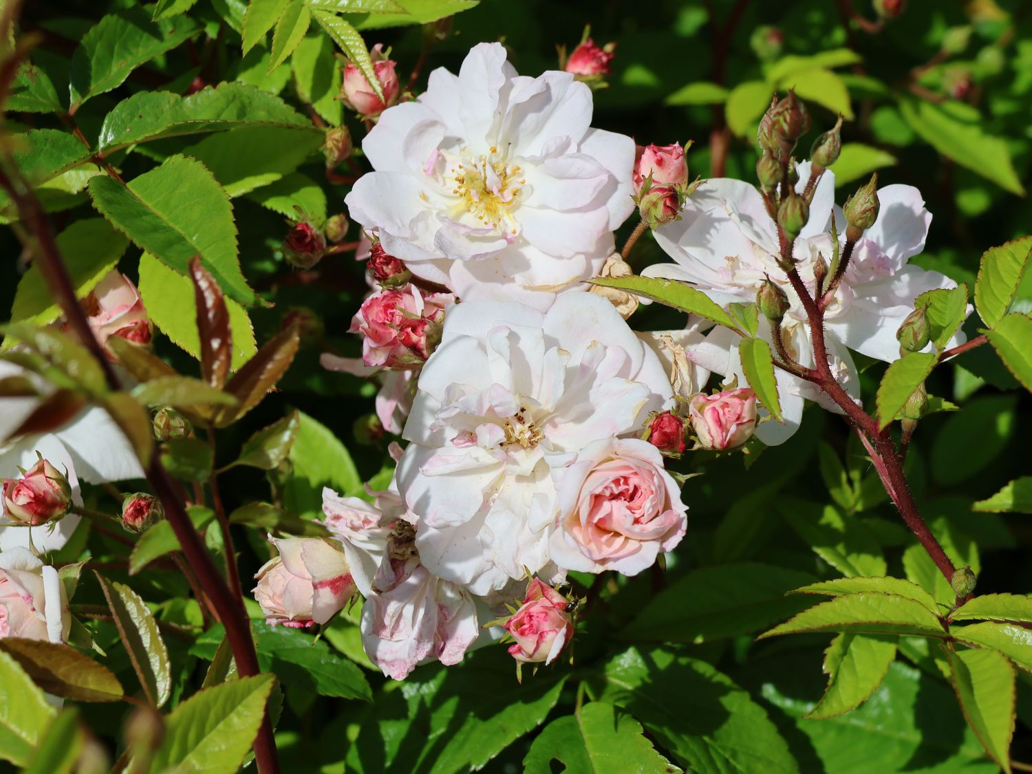 Kletterrose 'Sweet Siluetta ®' - Rosa 'Sweet Siluetta ®'
