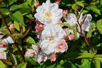 Kletterrose 'Sweet Siluetta ®' - Rosa 'Sweet Siluetta ®'