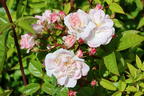 Kletterrose 'Sweet Siluetta ®' - Rosa 'Sweet Siluetta ®'