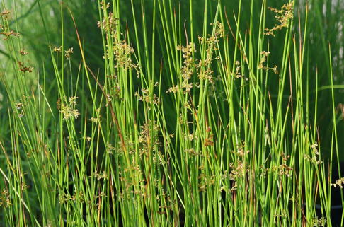 Knäuel-Binse - Juncus conglomeratus