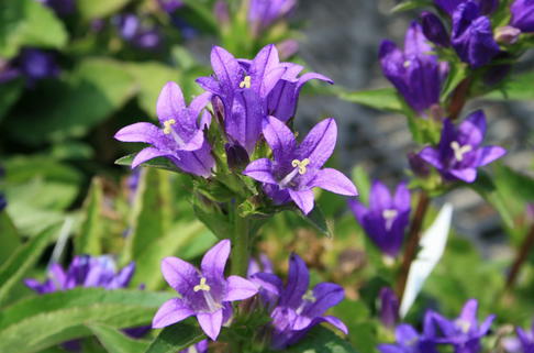 Knäuel-Glockenblume 'Acaulis' - Campanula glomerata 'Acaulis'