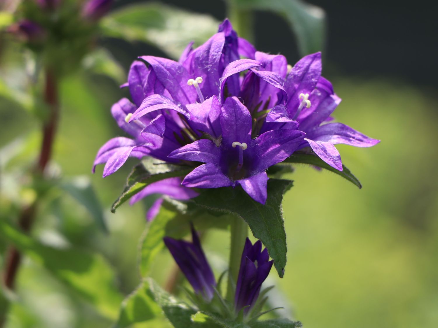 Knäuel-Glockenblume 'Bellefleur Blau'