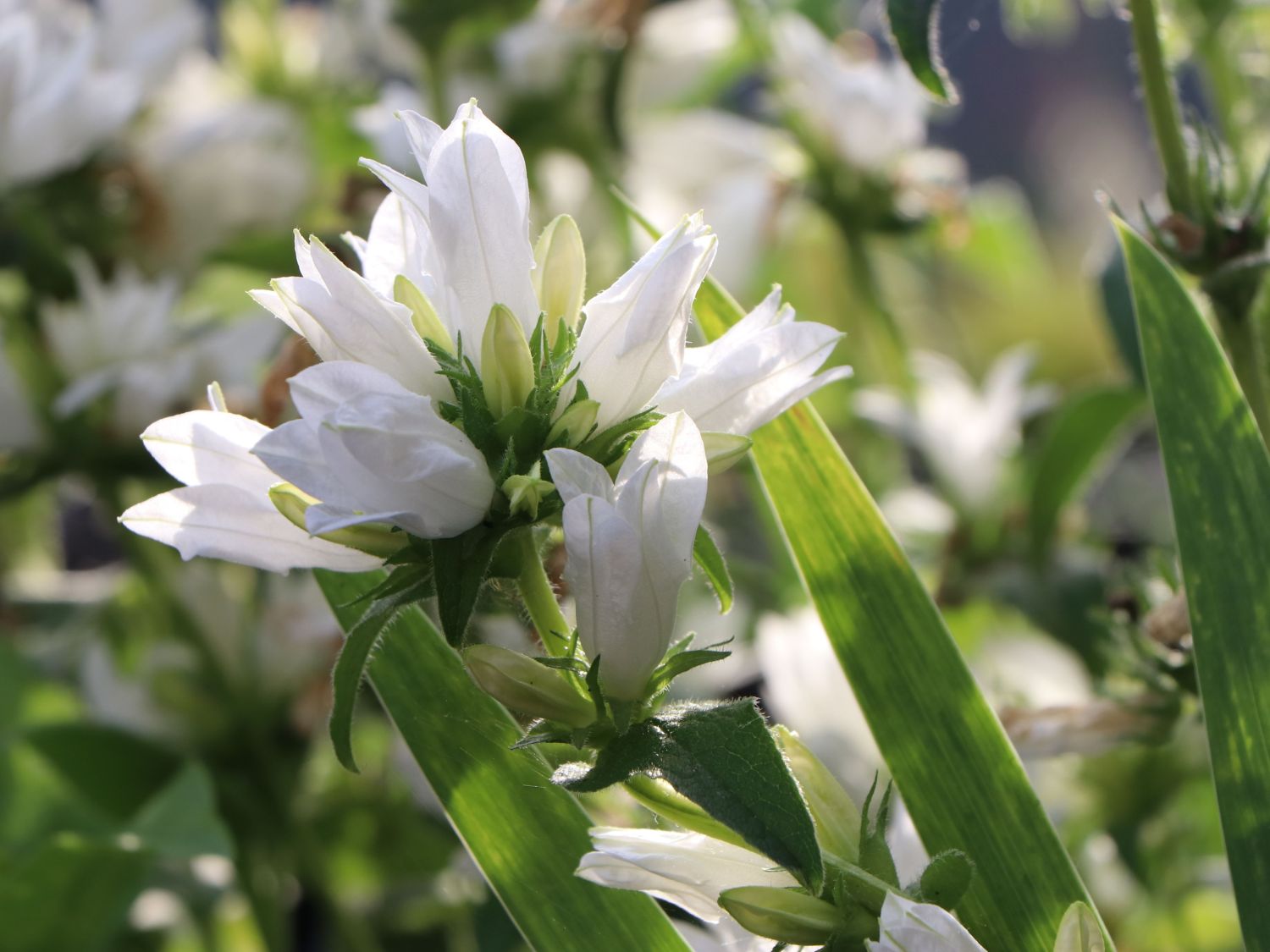 Knäuel-Glockenblume 'Bellefleur Weiss'