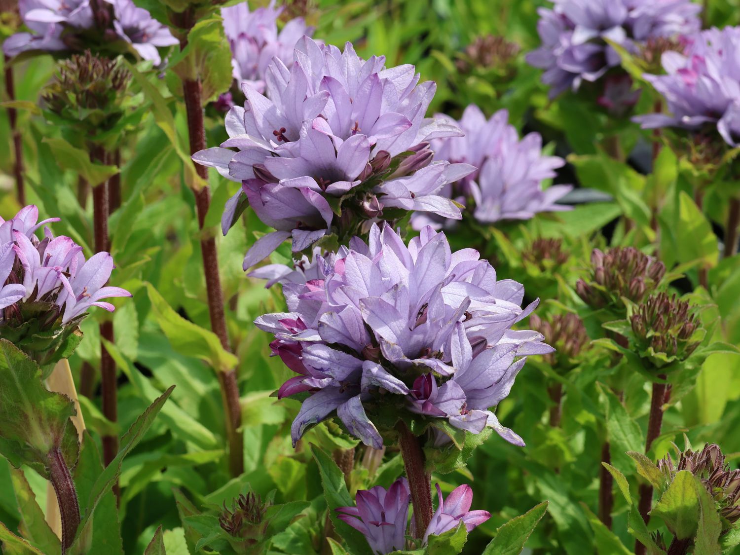 Knäuel-Glockenblume 'Caroline' - Campanula glomerata 'Caroline'
