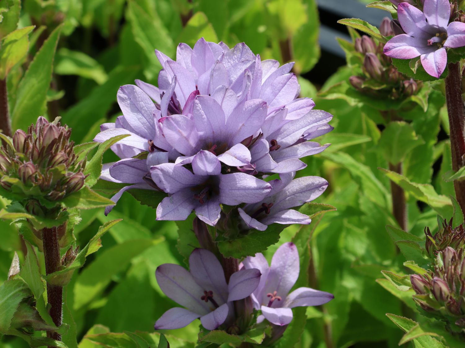 Knäuel-Glockenblume 'Caroline' - Campanula glomerata 'Caroline'