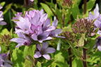 Knäuel-Glockenblume 'Caroline' - Campanula glomerata 'Caroline'