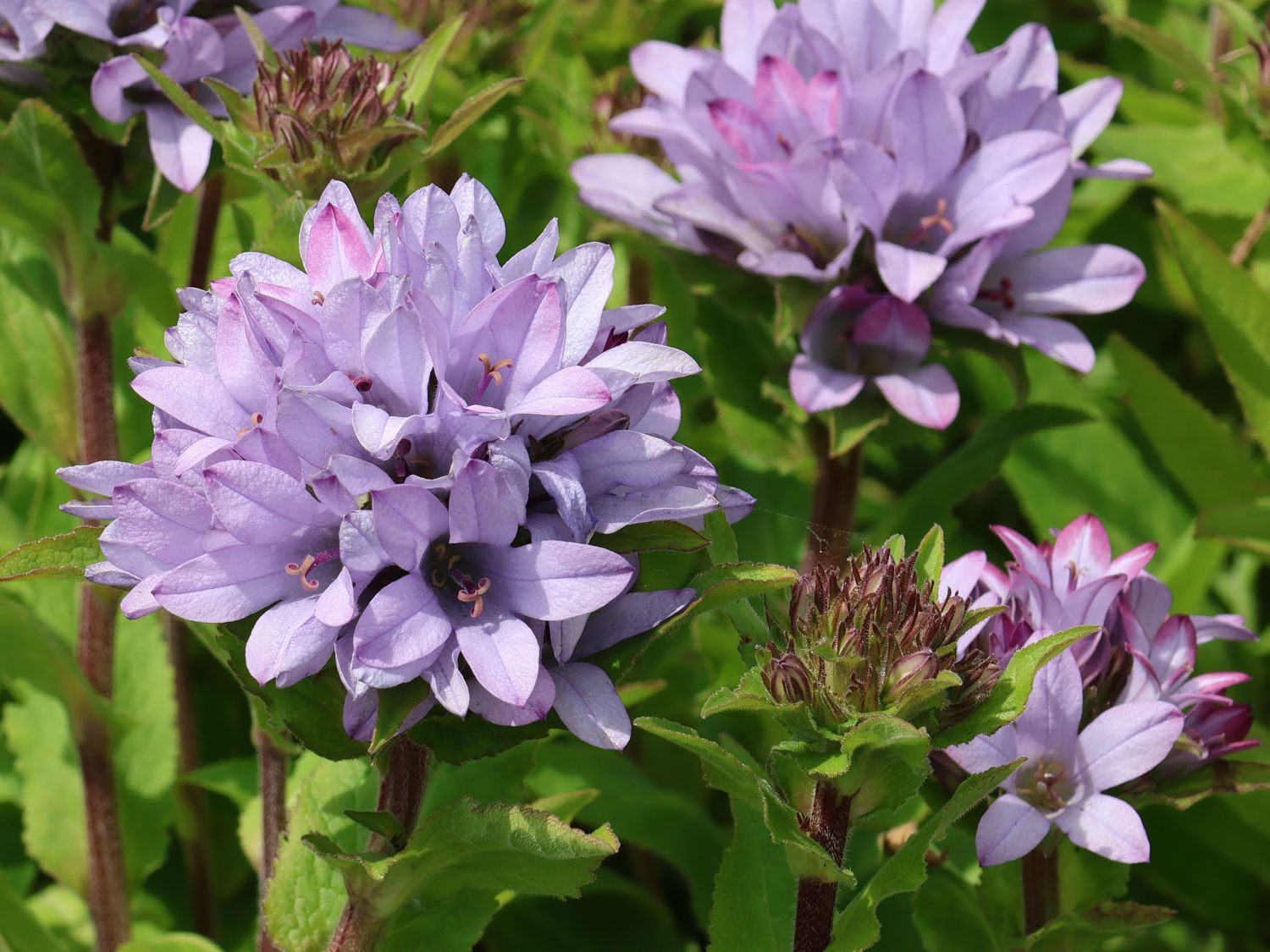 Knäuel-Glockenblume 'Caroline' - Campanula glomerata 'Caroline'