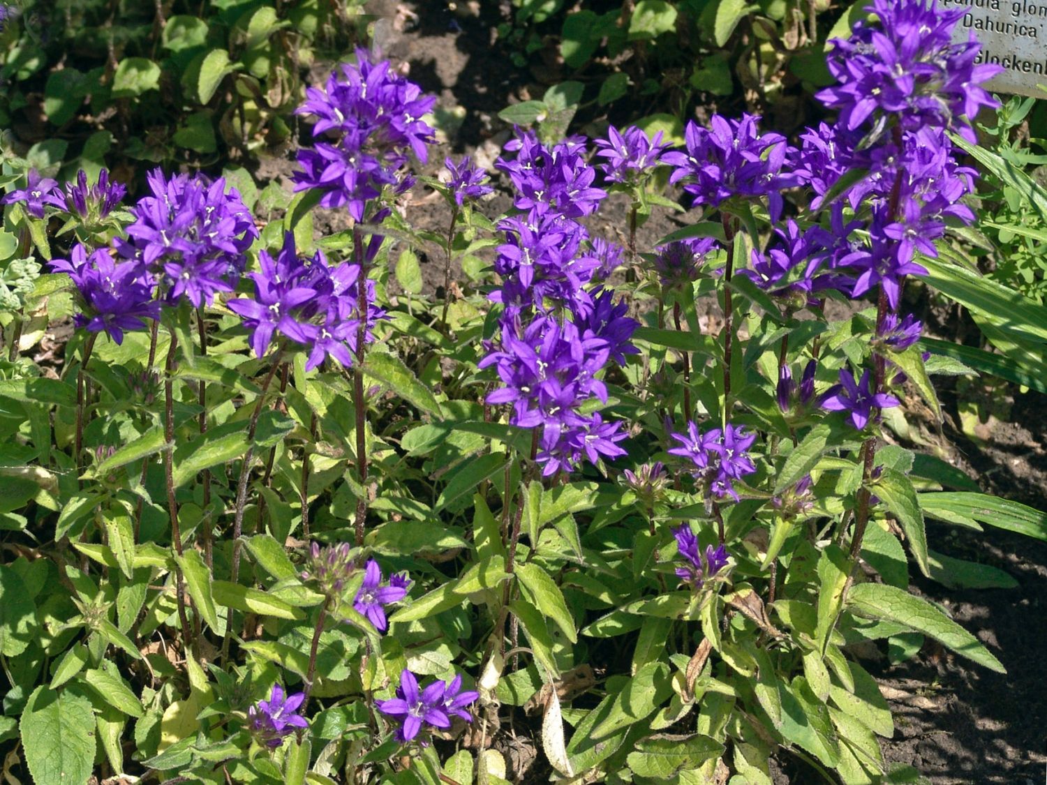 Knäuel-Glockenblume 'Dahurica'