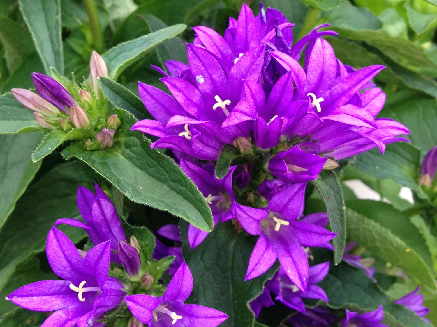 Knäuel-Glockenblume 'Genti Blue'