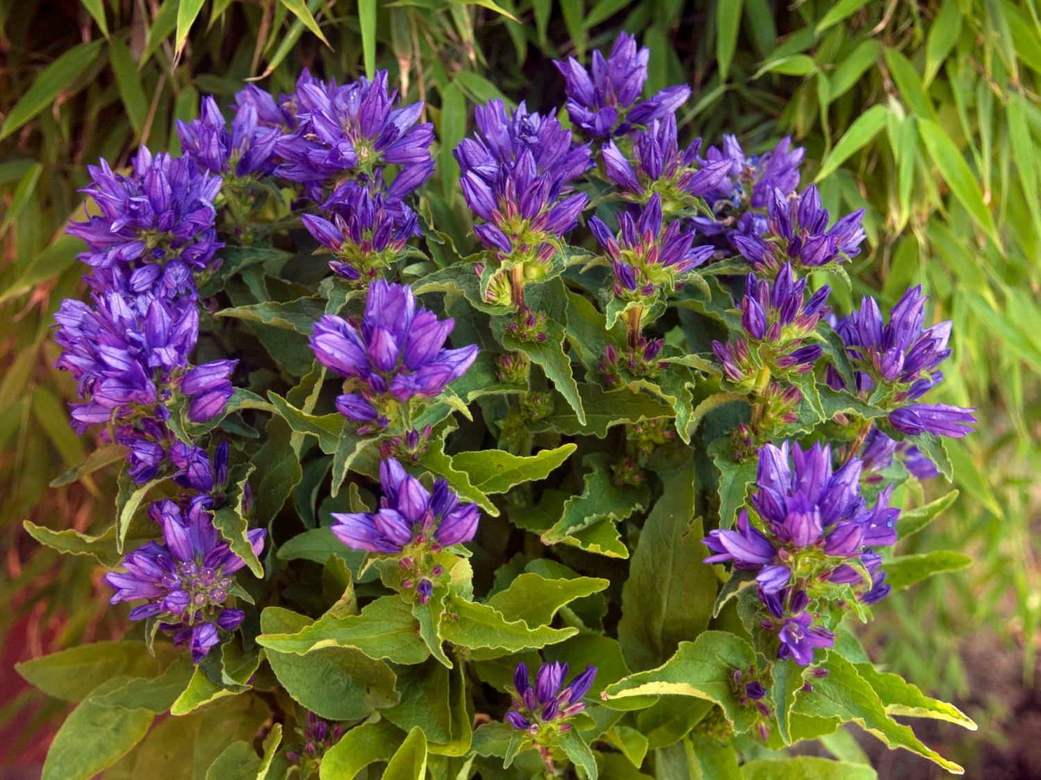 KnäuelGlockenblume 'Genti Blue' Beste Sorten & StaudenWissen